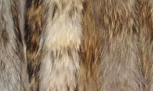 毛皮技术手册一次看懂六种北美野生原皮