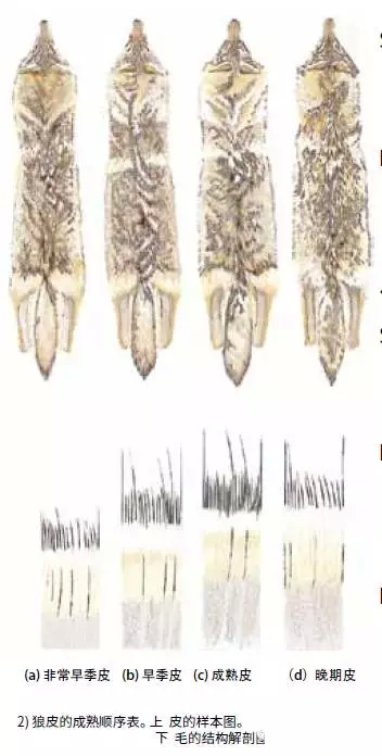 毛皮技术手册一次看懂六种北美野生原皮